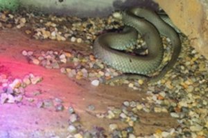 Kėdainiuose neprašytą svečią namuose išvydusi žmona ėmė klykti, o vyras jį priėmė peržiemoti