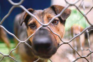 Žiauraus elgesio su gyvūnais skandalas drebina ir Lenkiją: iš prieglaudų gelbėjami leisgyviai šunys