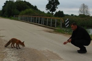 Šilutiškis susidraugavo su laukine lape: pūstauodegė prisistato vos pašaukta