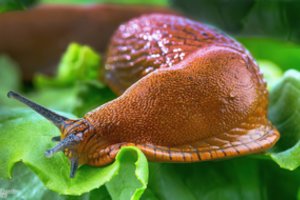 Įspėjimas: šių šliužų netrukus galite aptikti ir savo puoselėjamose valdose