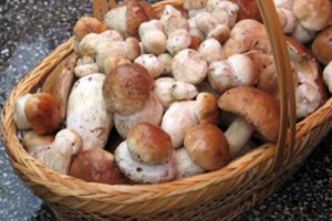 Grybų kainos Dzūkijoje vilniečius išvertė iš koto: „Kosmosas“