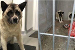 Veisyklos skandalas Kėdainiuose: savininkas ne kartą baustas, išgelbėjo 12 apleistų šunelių iš 35