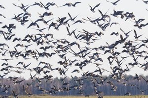 Rudeninė paukščių migracija primena apie paukščių gripo pavojų