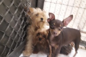 Iš alytiškės buto ir sodybos išgelbėta apie 50 gyvūnų: rado ir negyvų, ir vos ant kojų pastovinčių