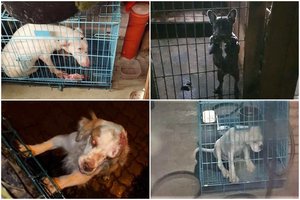 Startavo iniciatyva „Laisvė gyvūnams“: sieks suardyti Lietuvoje išsikerojusį gyvūnų koncentracijos stovyklų tinklą