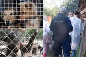 Dar vienas šiurpus elgesys su gyvūnu – Jonavoje: įtariama, bišoną mirčiai pasmerkė nelegali šunų veisykla
