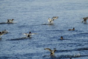 Dėl galimybės medžioti Žuvinto biosferos rezervate – sumaištis