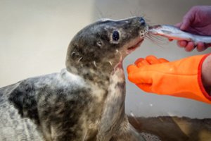 Į Baltijos jūrą iš muziejaus sugrįžta dvylika ruoniukų: visų vardai – žemaitiški