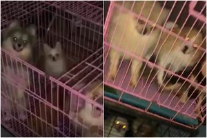 Kauno r. daugykloje vietoj oficialių dviejų šunelių rado 82: sugrūsti į narvus po 6 gyveno savo išmatose