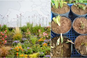 Metas padirbėti gėlyne – patyrusi augintoja patarė, kaip nedaryti klaidų su daugiamečiais augalais