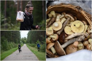 Grybautojams šalia Vilniaus tenka rinkti tai, į ką baravykų „šienautojai“ net nepažiūrėtų