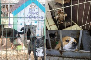 Nelegalios veisyklos Lietuvoje – lyg mafijos tinklas: atskleidė, kas veikia išvien