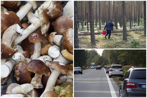 Lietuviai šturmuoja miškus: grybus tempia kibirais, bet kainos kandžiojasi