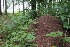 Egzekucija Radviliškio rajone – pagrobėjas liepė mautis kelnes ir sėstis ant skruzdėlyno