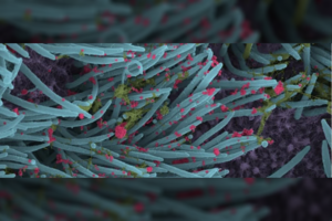 Pateikė naujų vaizdų, kaip iš tiesų atrodo pasaulį terorizuojantis koronavirusas