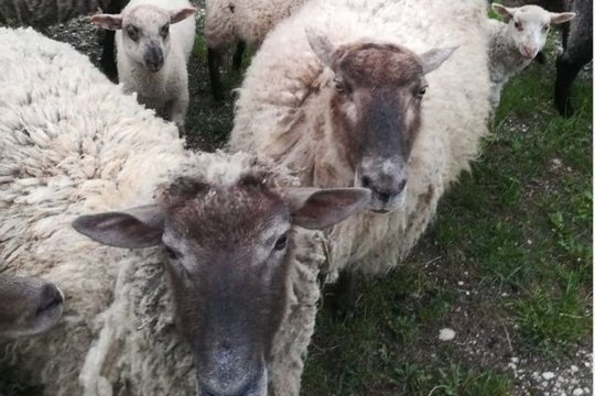 Neprižiūrimos avys nusiaubė kaimo kapines