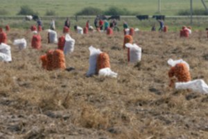 Daržovių augintojai: sezoninių darbuotojų netrūksta