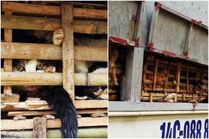 Atskleidė kačių prekybos mėsai mastą: įspėja apie gresiantį pavojingų ligų protrūkį