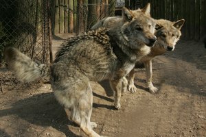 Prie fermos atsliūkinę vilkai sudraskė veršelius