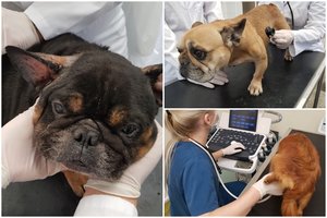 Iš daugintojų gniaužtų išgelbėti šuneliai – sulysę, seni randai rodo, kad buvo kankinami