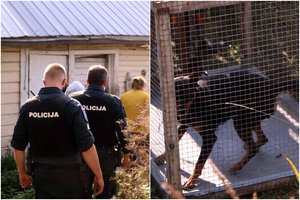 Per reidus Panevėžio policija aptiko siaubingomis sąlygomis laikomus šunelius