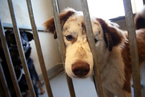 Po daugyklų skandalų – pataisos Seime: ar padidins baudas iki beveik 7 tūkst. eurų