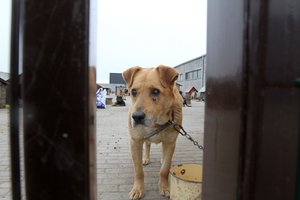 VMVT: kas antras pranešimas apie netinkamą elgesį su gyvūnais pasitvirtina