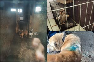 Lietuvą sudrebinus veisyklų skandalui – pavojaus signalas iš prieglaudų: užpuolė naujos bėdos