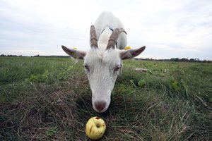 Laiku registravus ūkinius gyvūnus galima išvengti finansinių nuostolių
