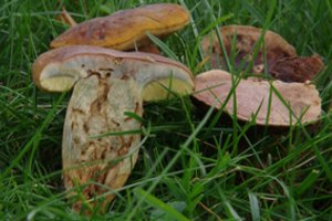 Lietuvoje aptikta nauja grybų rūšis