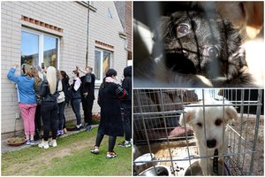 Veisėjos namuose Šakiuose – nelegali daugykla: VMVT atstovas rėžė, kad žino, kur dar blogiau