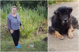 Sužalotas šuo blaškosi Šakių r.: skaudi istorija sujaudino svetimus, bet ne šeimininkę