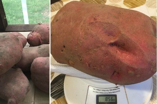 Nauja bulvių veislė kėdainiškę pradžiugino įspūdingu derliumi