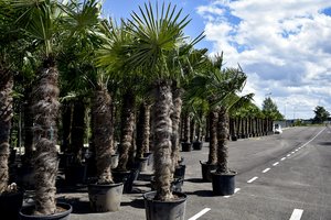 Vilniečių šeima į lietuvių kiemus atvežė palmes: tikina, kad  jos – lyg vitaminas D, kuria gerą nuotaiką