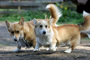 Norite pirkti šunį iš veislyno? Štai ką reikia padaryti iš anksto