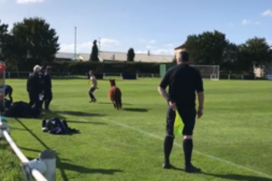 Kuriozas Anglijoje: į futbolo aikštelę išbėgusi alpaka lakstė po stadioną bei puolė žaidėją