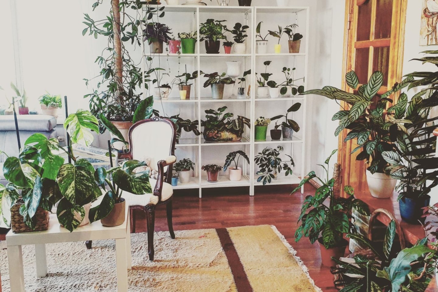  Augalų kambarys šeimos namuose Alytuje.<br> Asmeninio archyvo nuotr.