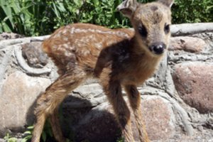 Į namus stirnos jauniklį parsinešę žmonės pareigūnams uždavė stulbinantį klausimą