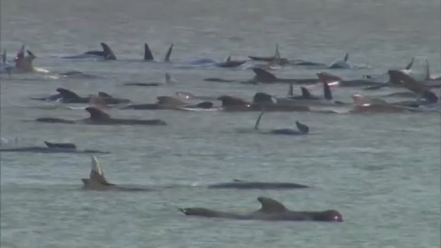 Rengiama skubi gelbėjimo operacija: šalia Tasmanijos salos – beveik 300 įstrigusių delfinų