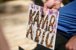 Įvykių Baltarusijoje atgarsiai Lietuvoje – kai kurie NT rinkos žaidėjai gali neblogai uždirbti