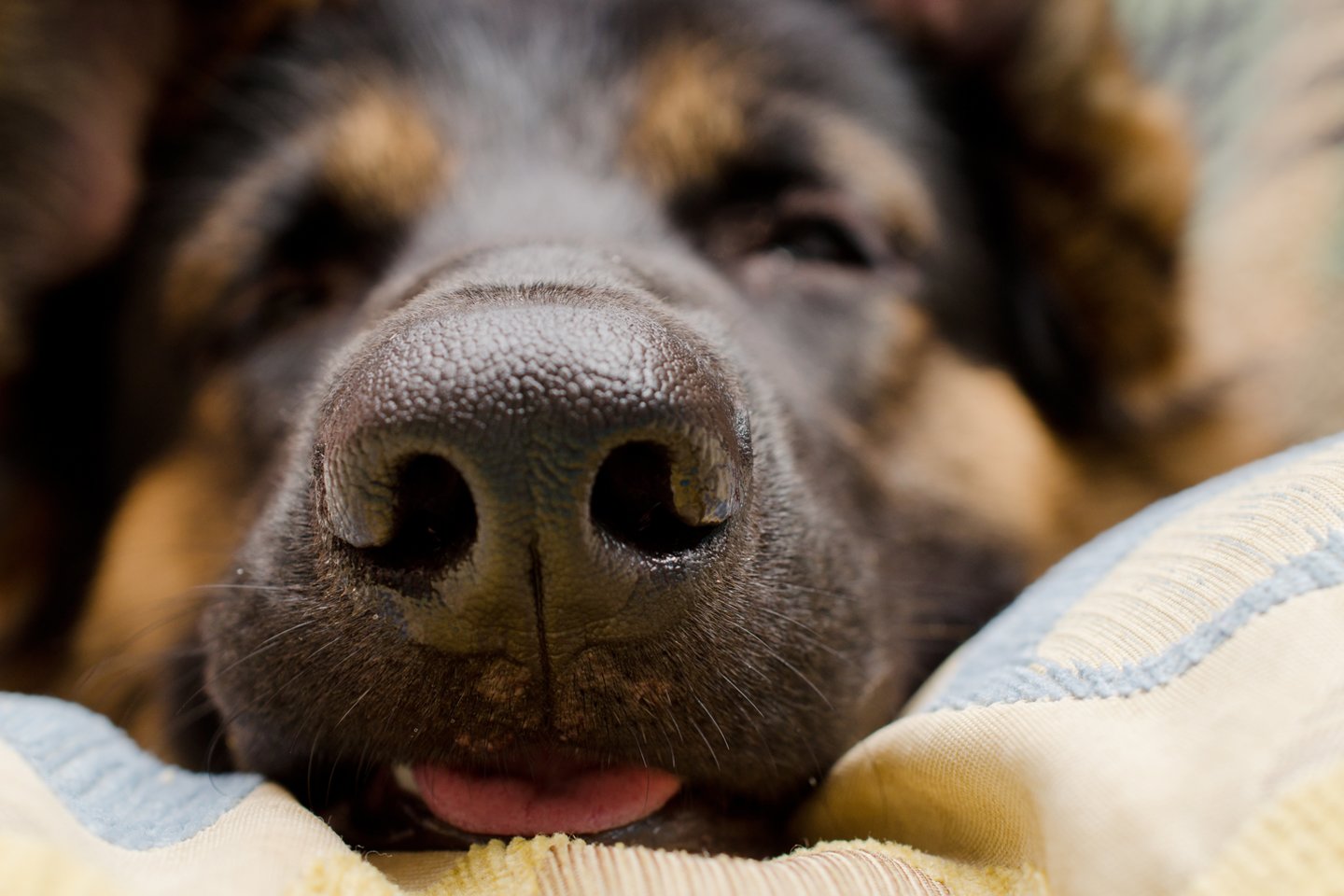  Kodėl šunų nosis būna šaltos – ir ar tai turi kažkokios praktinės naudos?<br> 123rf nuotr.