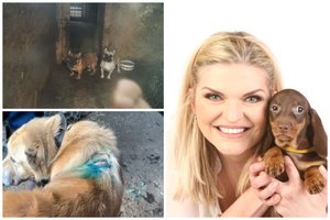 Šunų daugyklų burbulo sprogimas aptaškė ir legalius veislynus: piktinasi, kad užgriuvo tikrintojai