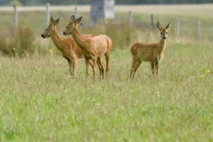 Kartą ir visiems laikams: kaip teisingai elgtis vairuotojams, į kelią išbėgus žvėrims