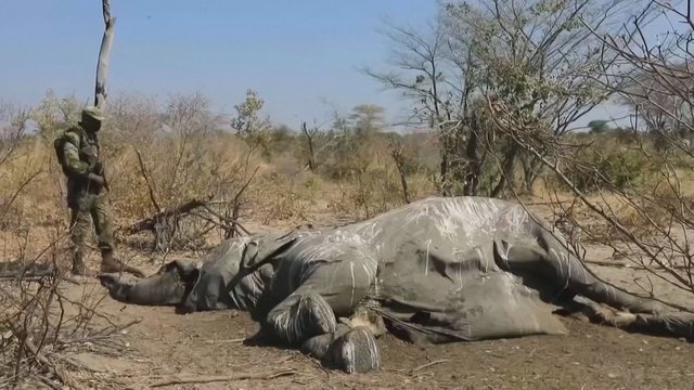 Šimtus dramblių pražudė bakterija: mokslininkai reiškia nerimą dėl poveikio žmonėms