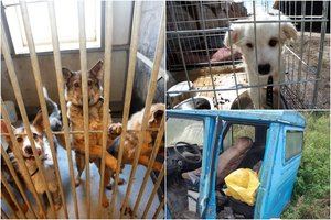 Kovos už gyvūnus rezultatai šokiruoja: pradėtų tyrimų skaičius – įspūdingas, nurodė pagrindinį ginklą