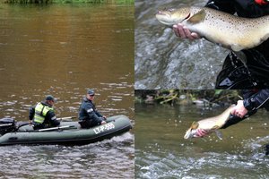 Jurbarko r. pareigūnai pričiupo įžūlų brakonierių: itin vertingą žuvį slėpė žolėje
