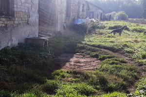 Šiaulių r. vyras savo augintiniui surengė žiaurią egzekuciją