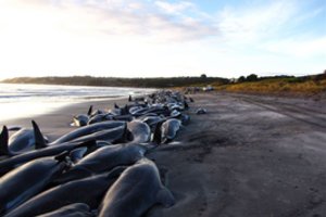 Košmaras prie Australijos krantų: vienu metu nugaišo 380 delfinų