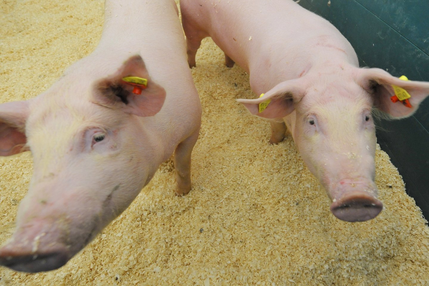 Biosaugos priemonės – svarbiausias barjeras, pastojantis kelią užkrečiamosioms ligoms patekti į kalakutų, vištų ar ar kiaulių fermas ir taip sumažinti jų plitimo tarp ūkinių gyvūnų riziką.<br>V.Ščiavinsko nuotr.