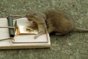 Svarbu visiems gyventojams: šiemet daugiabučiuose kenkėjų būriai jau didėja – ką reikia žinoti apie tai